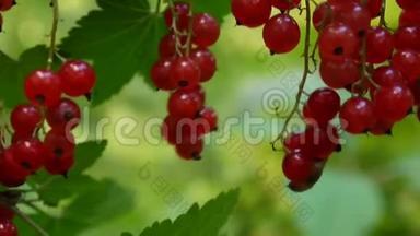 红肋骨浆果在植物特写高清镜头-红醋栗落叶灌木果实自然浅视频